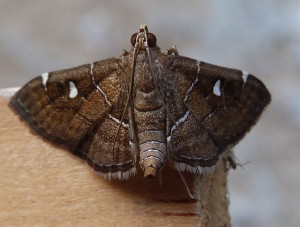 Lamprosema victoriae, Hodges #5104