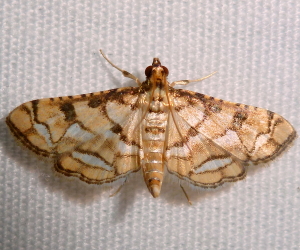 5187 Hileithia magualis