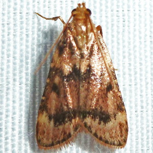 5512 Aglossa disciferalis,  Pink-masked Pyralid Moth
