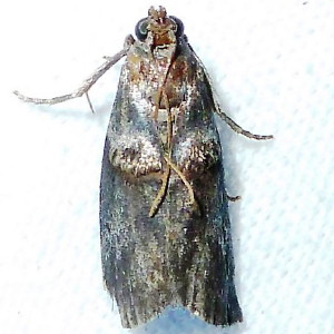 5664 Acrobasis caryae, Hickory Shoot Borer Moth