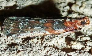 5804 Sciota rubrisparsella