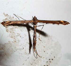 6117 Anstenoptilia marmarodactyla