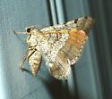 6407 Rindgea nigricomma, Ventral
