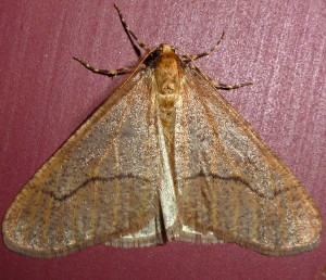 6665 Erannis tiliaria, Linden Looper Moth