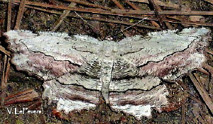 6720 Lytrosis unitaria, Common Lytrosis