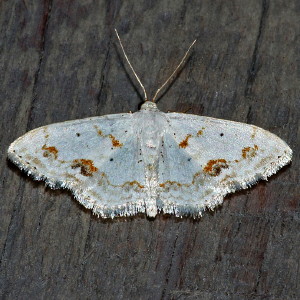 7149 Scopula lautaria, Small Frosted Wave Moth
