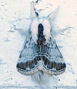 7670 Tolype velleda, Large Tolype Moth