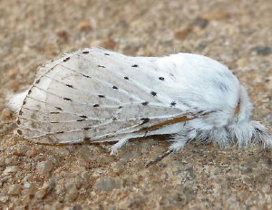 7683 Artace cribrarius, Dot-lined White Moth