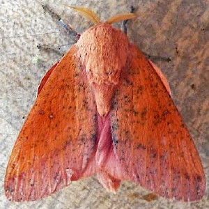 7709 Sphingicampa bicolor, Honey Locust Moth