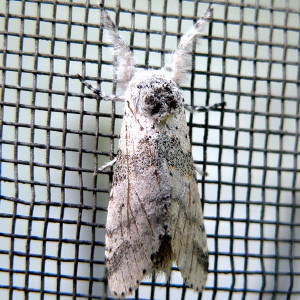 Furcula cine, Gray Furcula, Hodges #7937