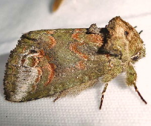 7985 Heterocampa subrotata, Small Heterocampa Moth