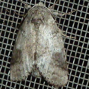 7998 Lochmaeus manteo, Variable Oakleaf Caterpillar Moth