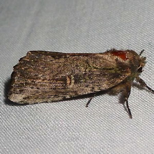 8005 Schizura ipomoeae, Morning-glory Prominent