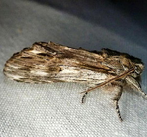 8017 Oligocentria lignicolor, White-streaked Prominent Moth