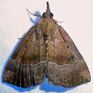 8447 Hypena madefactalis, Gray-edged Bomolocha Moth