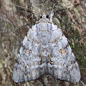 8780 Catocala robinsonii, Robinson's Underwing