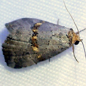 9039 Hyperstrotia flaviguttata, Yellow-spotted Graylet