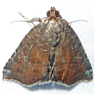 9069 Amyna bullula, Hook-tipped Amyna Moth