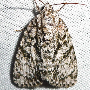 9251 Acronicta retardata, Retarded Dagger Moth