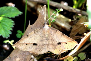 6705 Erastria cruentaria Thin-Lined Erastria Moth