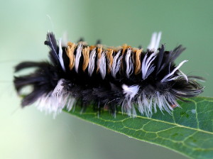 Euchaetes egle, Milkweed Tussock Moth 8238