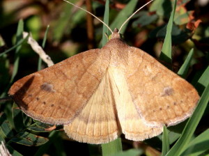8733 Caenurgia chloropha, Vetch Looper Moth