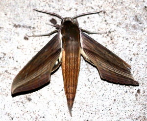 Xylophanes tersa, Tersa Sphinx MOth 7890