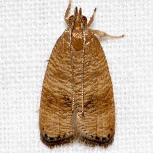 0956 Psilocorsis cryptolechiella, Black-fringed Leaftier Moth