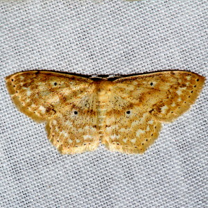 7155 Scopula benitaria