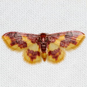 7181 Lophosis labeculata, Stained Lophosis Moth