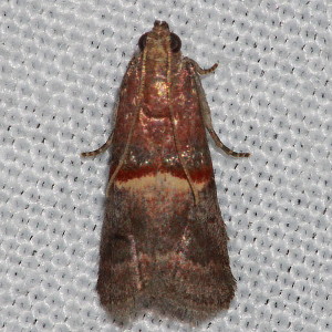 5660 Acrobasis caryalbella