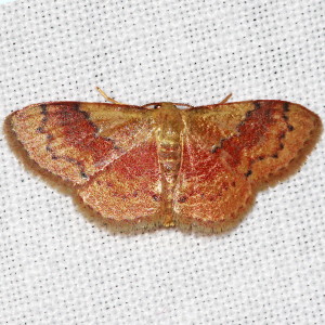 7179-7180 Leptostales rubromarginaria-ferruminaria