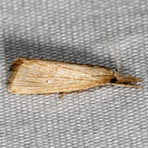 5478 Diatraea evanescens