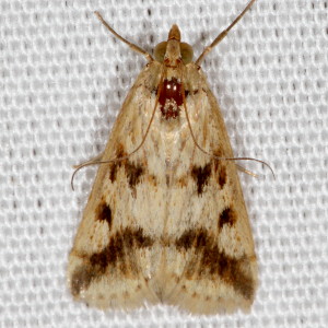 4974 Achyra bifidalis