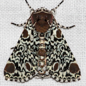 9286 Harrisimemna trisignat