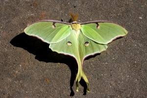 7758 Actias luna Luna Moth