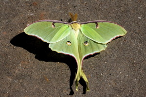 7758 Actias luna Luna Moth