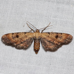 6486 Tornos scolopacinaria, Dimorphic Gray Moth