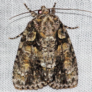 9242 Acronicta exilis, Exiled Dagger Moth