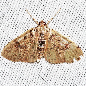 5222 Palpita arsaltealis