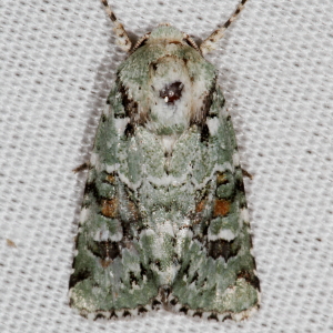 10411 Lacinipolia laudabilis, Laudable Arches Moth
