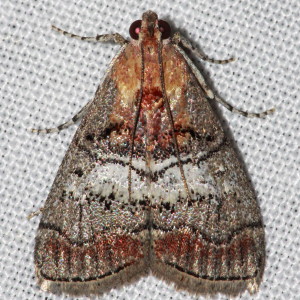 5603 Pococera maritimalis