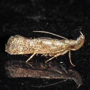 2310/2310.1 Dichomeris inversella/kimballi