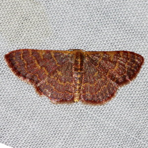 7173 Leptostales pannaria, Pannaria Wave Moth