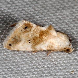 9076 Eublemma minima, Everlasting Bud Moth