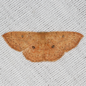 7136 Cyclophora packardi, Packard's Wave Moth