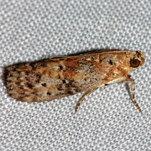5803 Sciota celtidella
