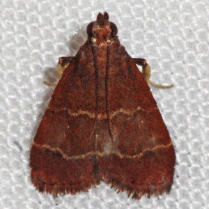 5566 Arta statalis, Posturing Arta Moth