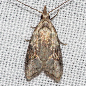 2314 Carposina sasakii, Peach Fruit Moth