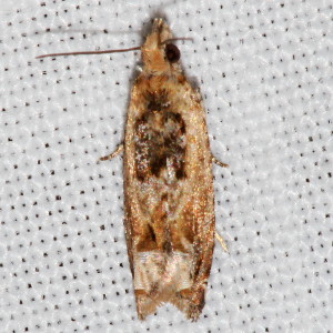 3274 Crocidosema plebejana, Cotton Tipworm Moth